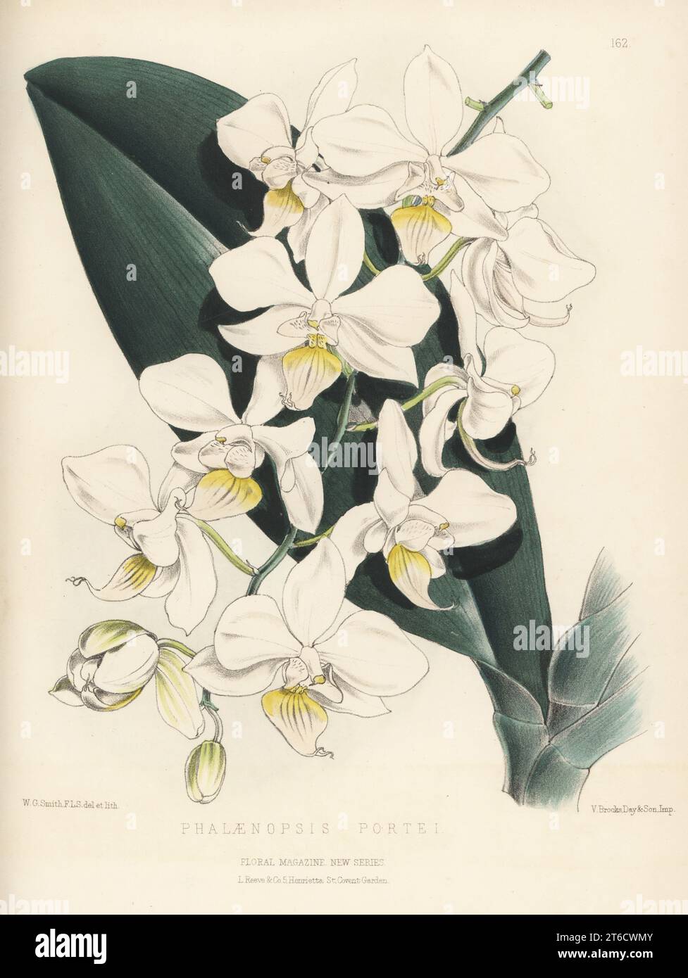 Intermediate phalaenopsis, Phalaenopsis × intermedia, naturally occurring hybrid of epiphytic orchid endemic to the Philippines. Hybrid of Phalaenopsis aphrodite and P. equestris, raised by William Denning, gardener to Lord Londesborough. As Phalaenopsis portei. Handcolored botanical illustration drawn and lithographed by Worthington George Smith from Henry Honywood Dombrain's Floral Magazine, New Series, Volume 3, L. Reeve, London, 1874. Lithograph printed by Vincent Brooks, Day & Son. Stock Photo