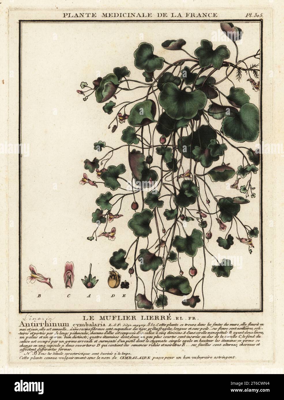 Ivy-leaved toadflax, Cymbalaria muralis. Le muflier lierre, Antirrhinum cymbalaria. Copperplate engraving printed in three colours by Pierre Bulliard from his Herbier de la France, ou collection complete des plantes indigenes de ce royaume, Didot jeune, Debure et Belin, 1780-1793. Stock Photo
