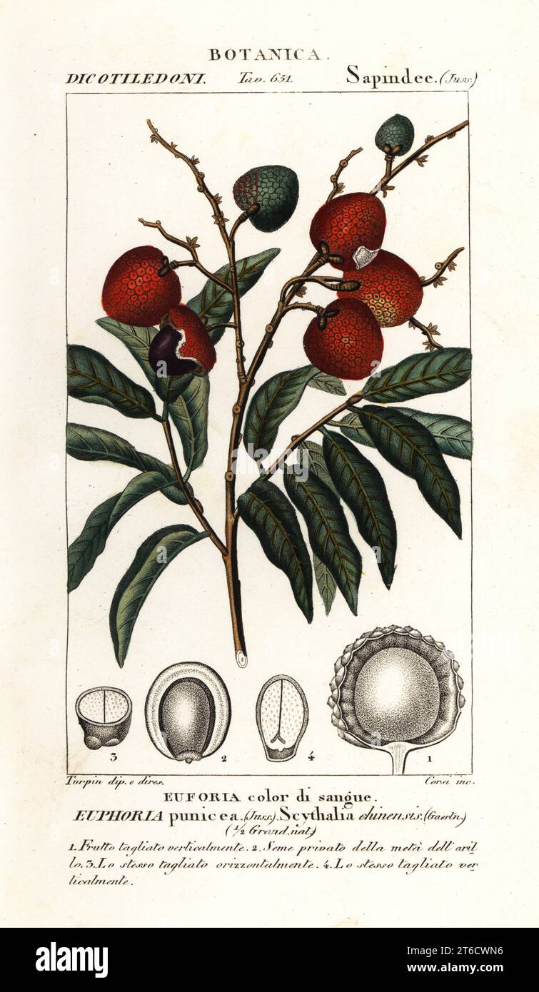 Lychee fruit, Litchi chinensis. Euphoria punicea, Scythalia chinensis, Euforia color di sangue. Handcoloured copperplate stipple engraving from Antoine Laurent de Jussieu's Dizionario delle Scienze Naturali, Dictionary of Natural Science, Florence, Italy, 1837. Illustration engraved by Corsi, drawn and directed by Pierre Jean-Francois Turpin, and published by Batelli e Figli. Turpin (1775-1840) is considered one of the greatest French botanical illustrators of the 19th century. Stock Photo