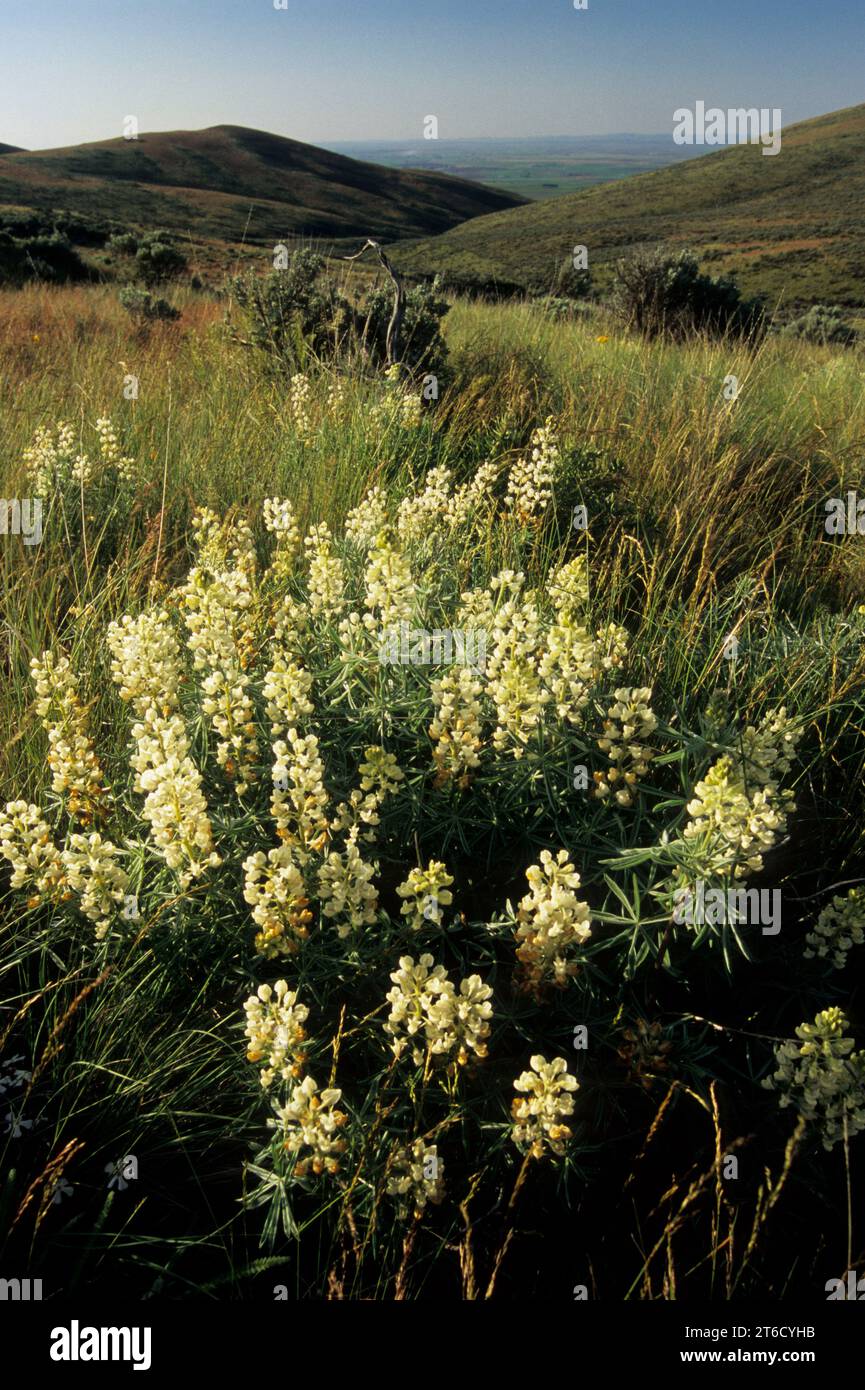 Sulphur lupine (Lupinus sulphureus), Beezley Hills Preserve, Washington Stock Photo