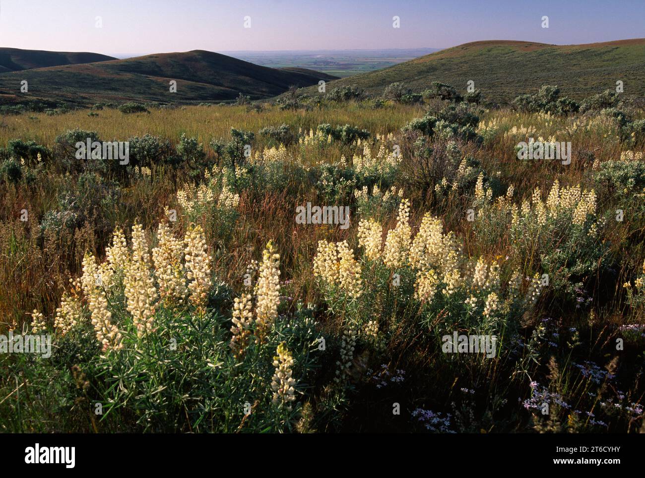 Sulphur lupine (Lupinus sulphureus), Beezley Hills Preserve, Washington Stock Photo