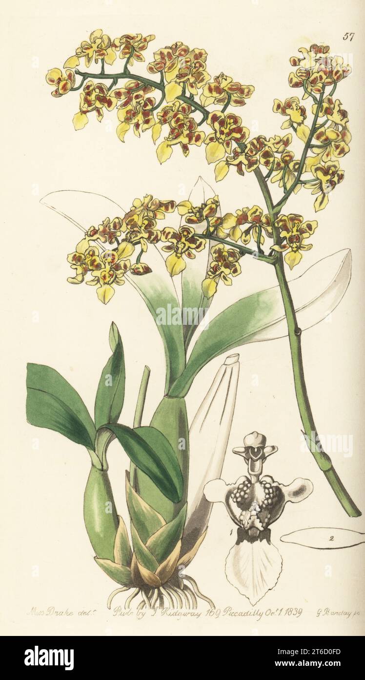 Gomesa venusta orchid. Native to Brazil, imported by nurseryman George Loddiges. Trowel-lipped oncidium, Oncidium trulliferum. Stock Photo