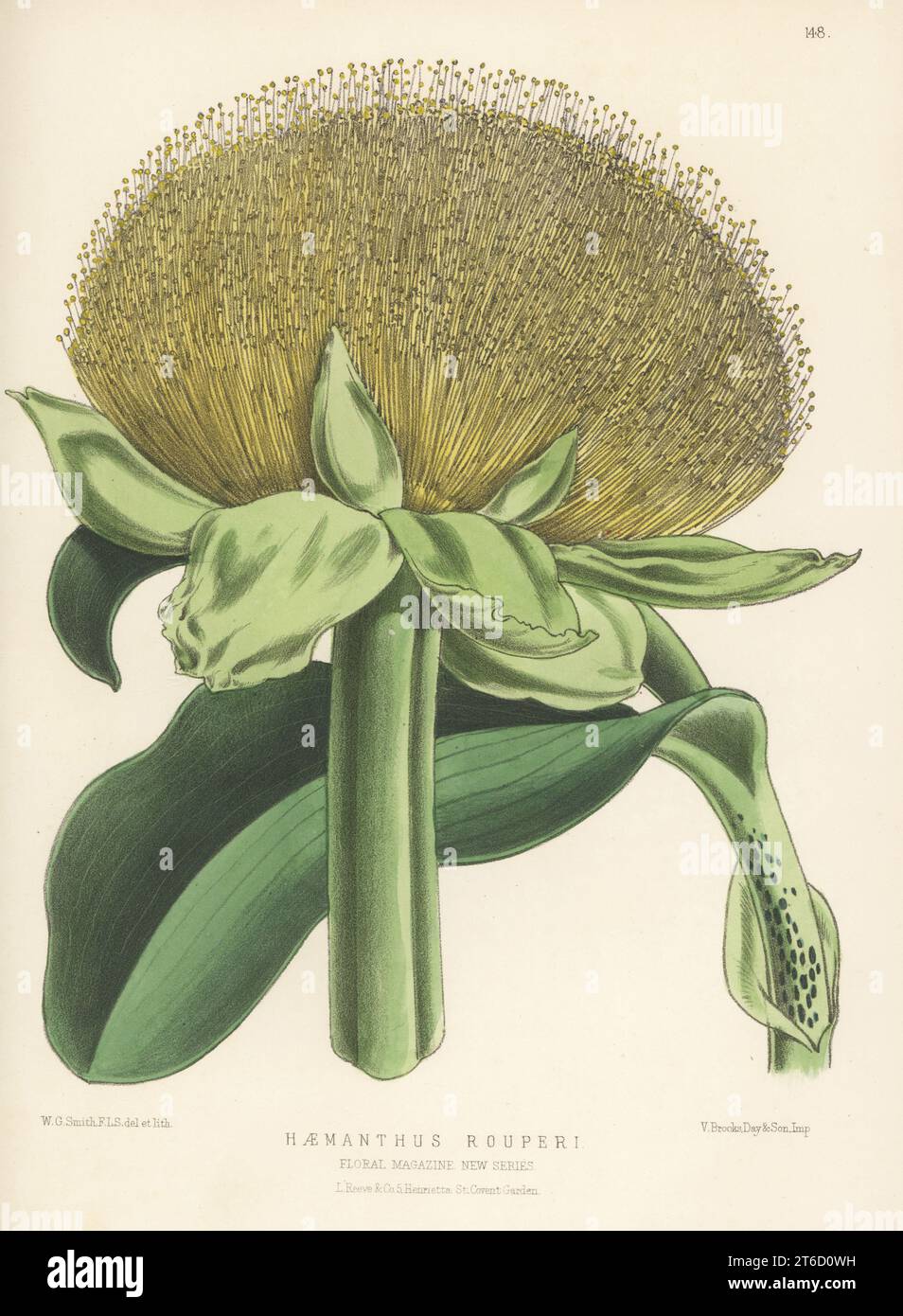 Paintbrush lily, Scadoxus puniceus, native to south and east Africa. As Haemanthus rouperi, named for Captain Rouper. Handcolored botanical illustration drawn and lithographed by Worthington George Smith from Henry Honywood Dombrain's Floral Magazine, New Series, Volume 4, L. Reeve, London, 1875. Lithograph printed by Vincent Brooks, Day & Son. Stock Photo