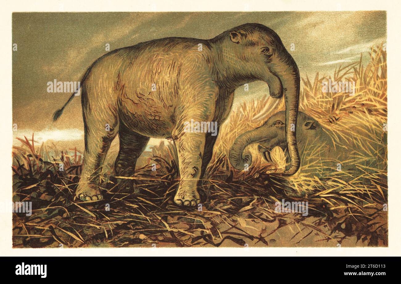 An Ultimate Guide to Deinotherium: The Terrible Beast