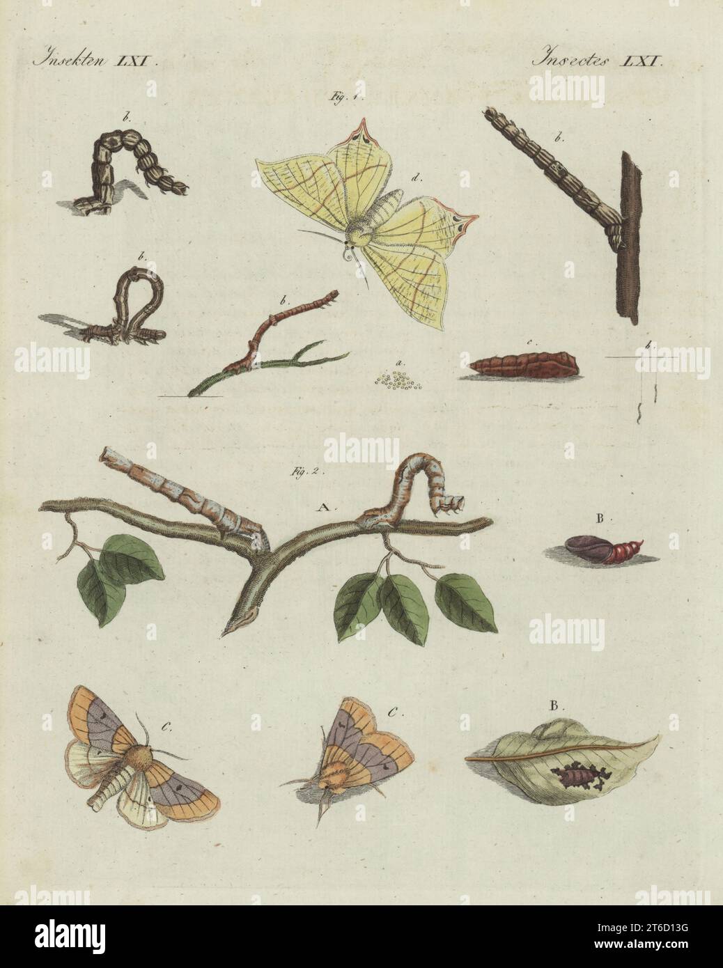 Swallow-tailed moth, Ourapteryx sambucaria 1, and scalloped oak, Crocallis elinguaria 2. With caterpillar and pupa. Handcoloured copperplate engraving from Carl Bertuch's Bilderbuch fur Kinder (Picture Book for Children), Weimar, 1810. A 12-volume encyclopedia for children illustrated with almost 1,200 engraved plates on natural history, science, costume, mythology, etc., published from 1790-1830. Stock Photo
