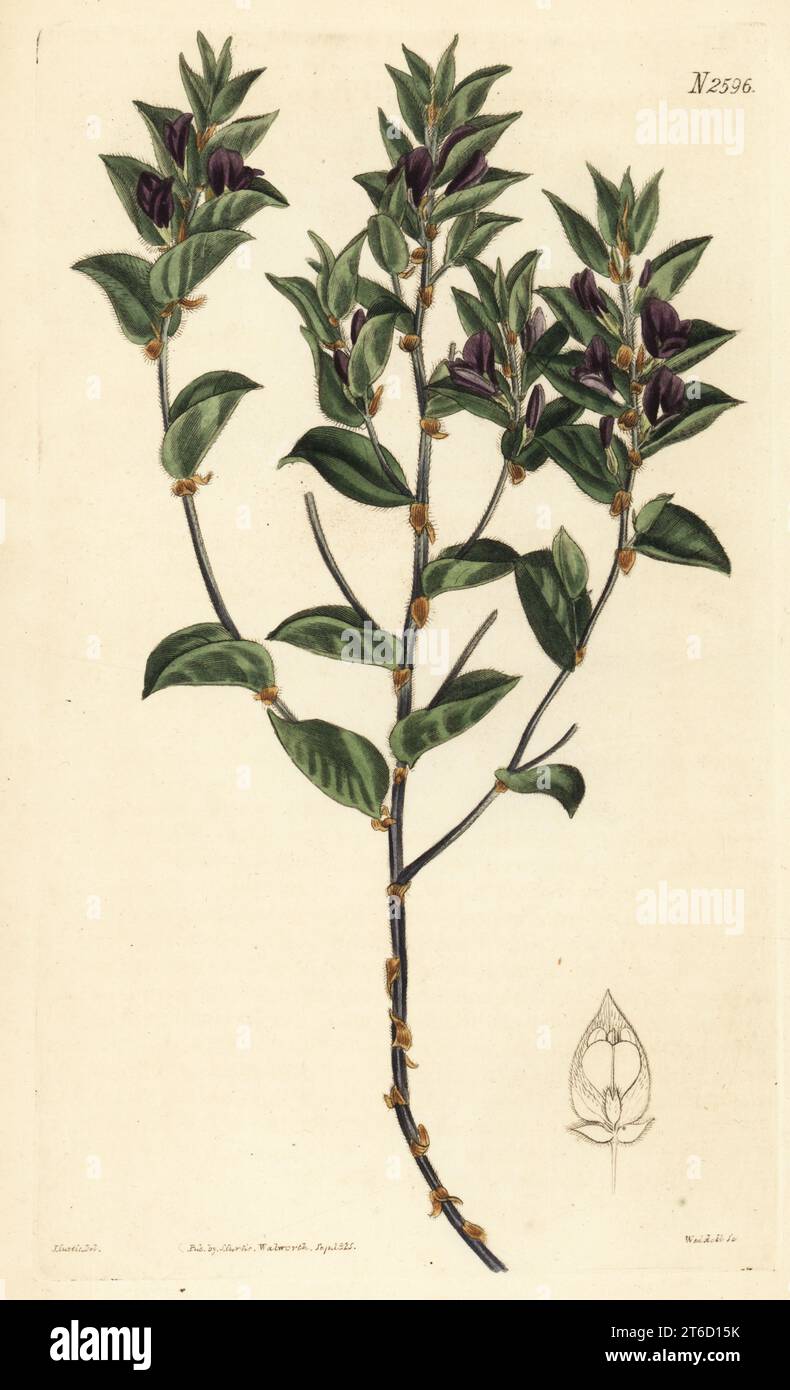 Fountainbush, Psoralea imbricata. Tiled hallia, Hallia imbricata. Native to the Cape, South Africa, sent by James Charles Tate's  Nursery and Botanic Garden in Sloane Street, Chelsea. Handcoloured copperplate engraving by Weddell after a botanical illustration by John Curtis from William Curtis's Botanical Magazine, Samuel Curtis, London, 1825. Stock Photo