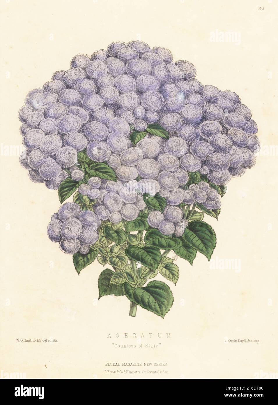 Hebeclinium macrophyllum cultivar. As Ageratum, Countess of Stair. Hybrid raised at Castle Kennedy and sold by B. S. Williams, Victoria and Paradise Nurseries, Holloway Road. Handcolored botanical illustration drawn and lithographed by Worthington George Smith from Henry Honywood Dombrain's Floral Magazine, New Series, Volume 3, L. Reeve, London, 1874. Lithograph printed by Vincent Brooks, Day & Son. Stock Photo