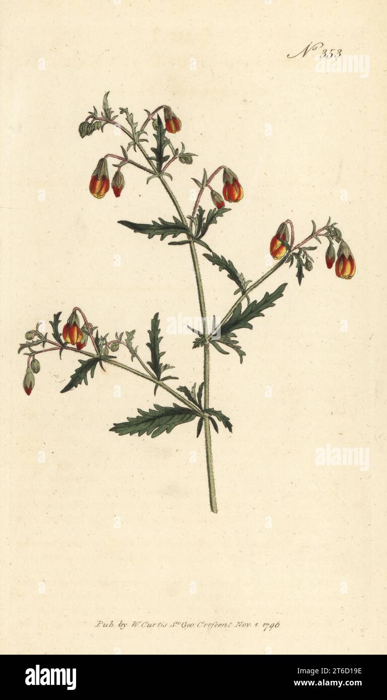 Hermannia species. Cut-leaved mahernia, Mahernia incisa. Raised by James Colvill, nurseryman of Kings Road, Chelsea. Handcoloured copperplate engraving after a botanical illustration from William Curtis's Botanical Magazine, Stephen Couchman, London, 1796. Stock Photo