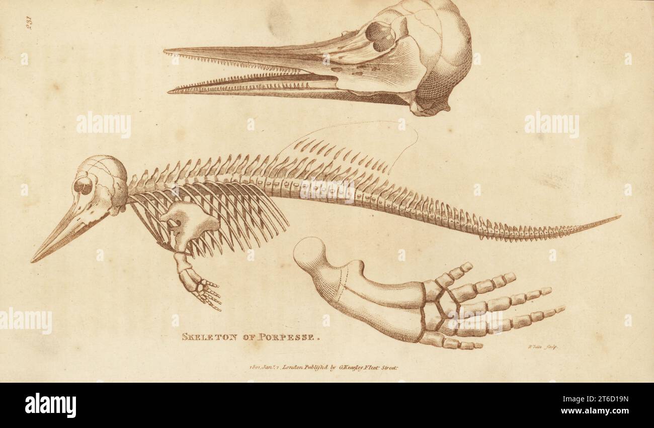 Skeleton of a harbour porpoise, Phocoena phocoena. (Porpesse, Delphina phocaena). Copperplate engraving by White from George Shaws General Zoology: Mammalia, Thomas Davison, London, 1801. Stock Photo
