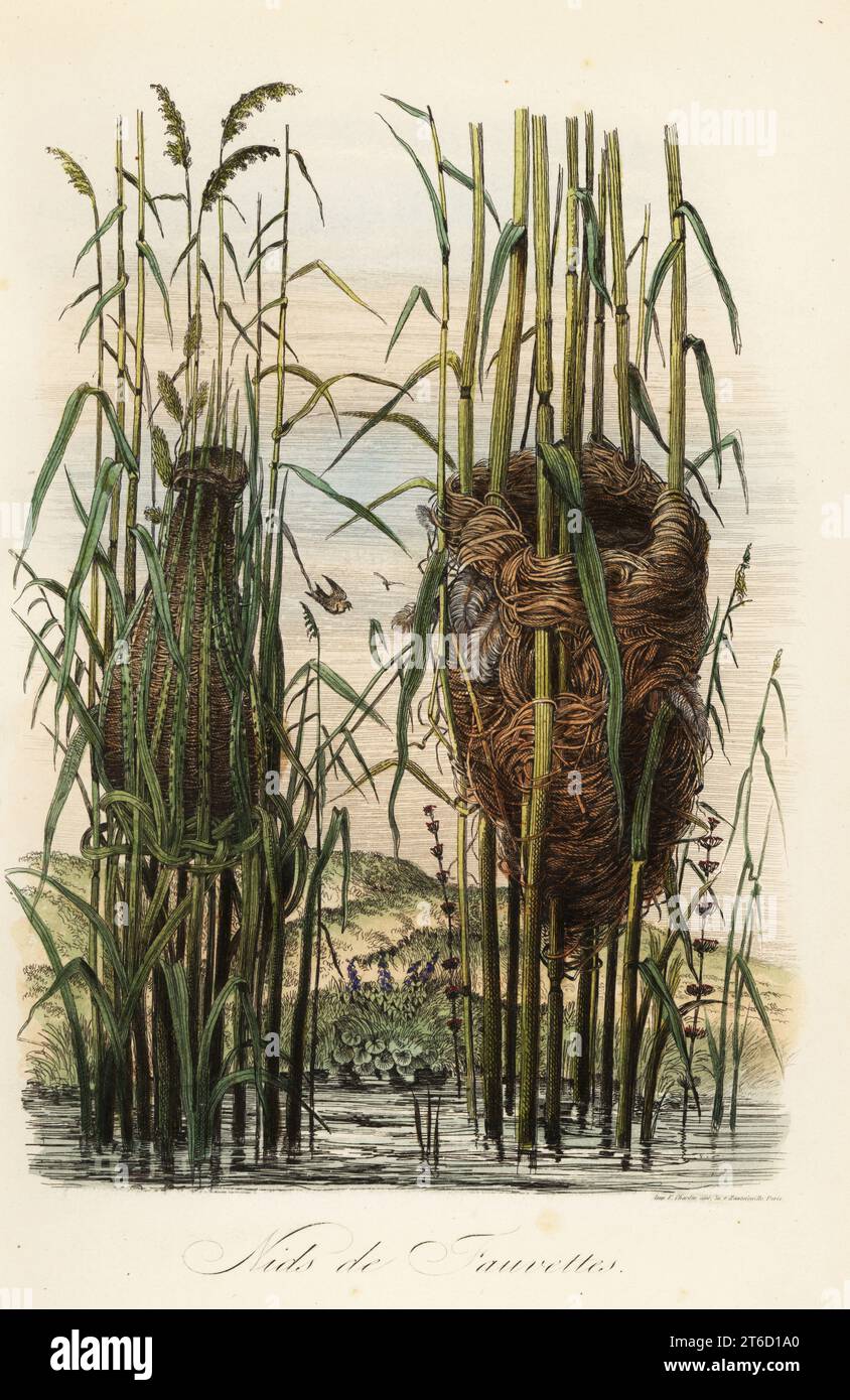 Nests of the streaked fantail warbler, Cisticola juncidis, and reed warbler, Acrocephalus scirpaceus. Nids de Fauvelles. Copied from an illustration by Adolph Fries in Felix-Edouard Guerin-Meneville's Dictionnaire Pittoresque d'Histoire Naturelle, Paris. Handcoloured steel engraving printed by F. Chardon from Achille Comtes Musee dHistoire Naturelle, Museum of Natural History, Gustave Hazard, Paris, 1854. Stock Photo