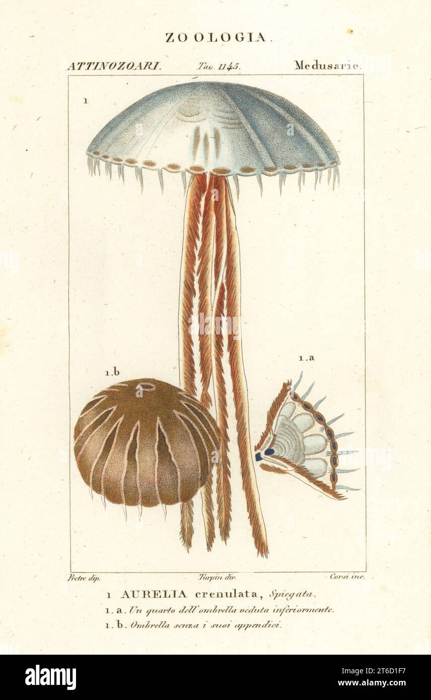 Moon jellyfish, Aurelia crenulata. Handcoloured copperplate stipple engraving from Antoine Laurent de Jussieu's Dizionario delle Scienze Naturali, Dictionary of Natural Science, Florence, Italy, 1837. Illustration engraved by Corsi, drawn by Jean Gabriel Pretre and directed by Pierre Jean-Francois Turpin, and published by Batelli e Figli. Turpin (1775-1840) is considered one of the greatest French botanical illustrators of the 19th century. Stock Photo