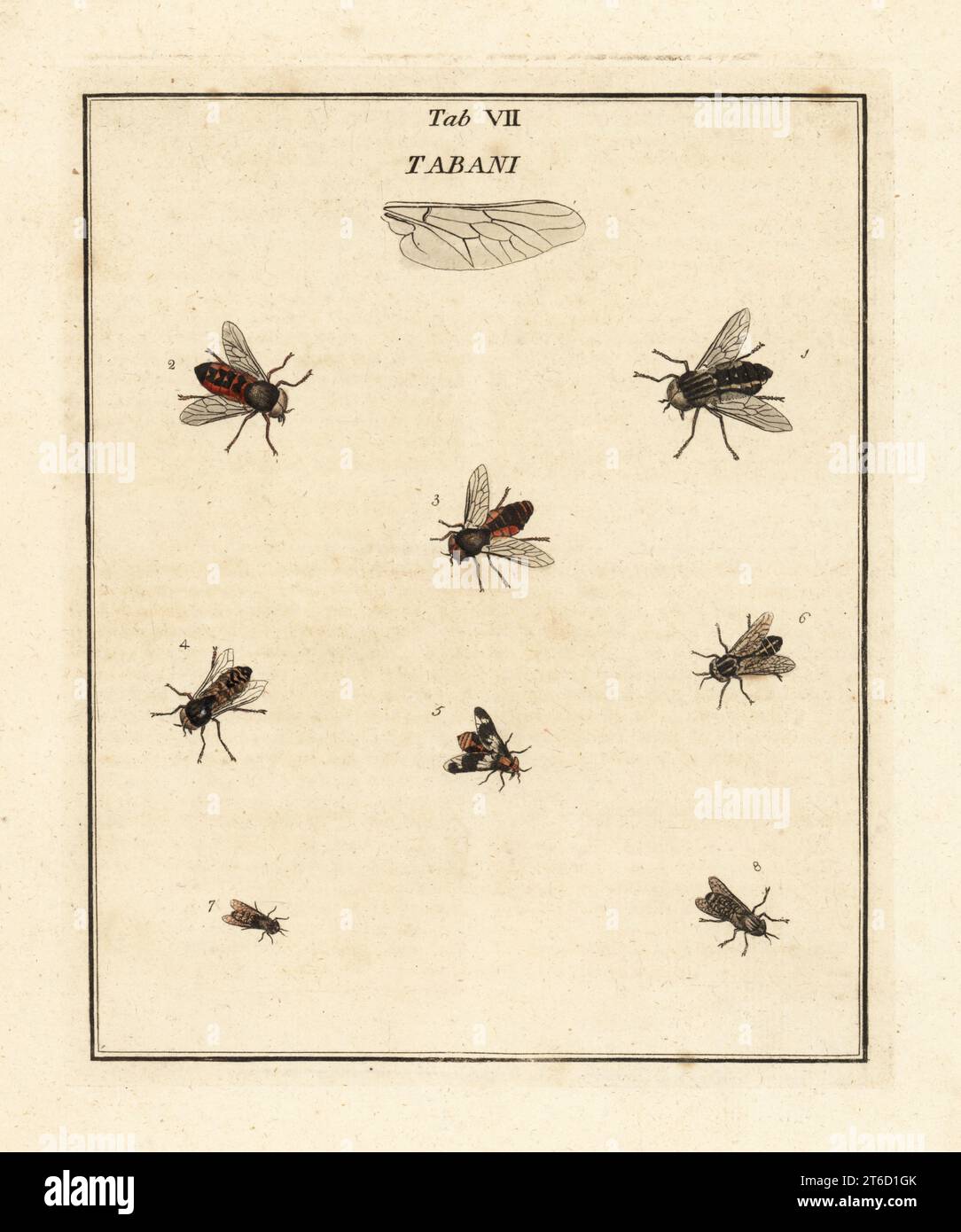 Grand horsefly, Rinder-Bremse Rinderbremse,, Bremse, Bremsen, Tabanus  bovinus Photo Stock - Alamy