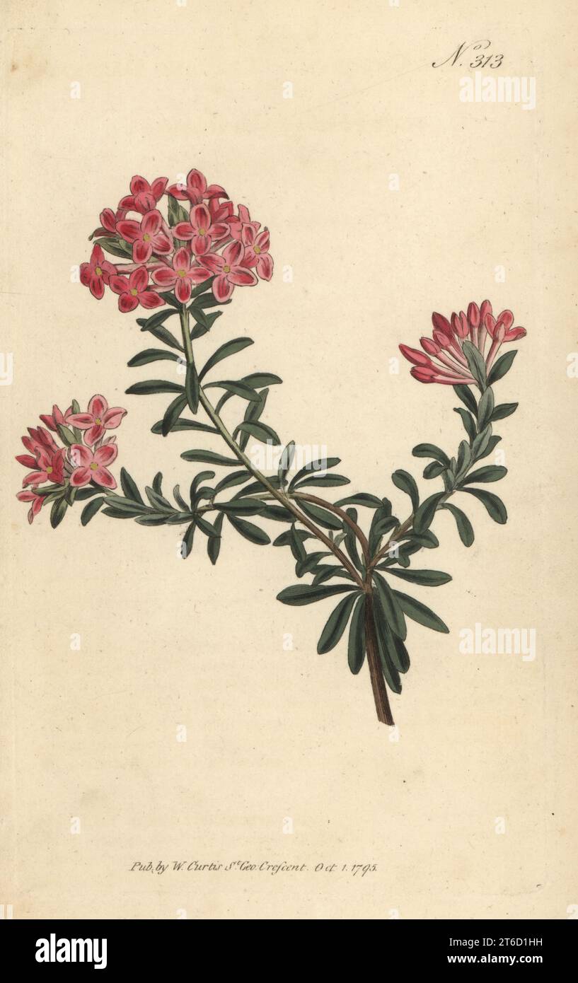 Garland flower, rose daphne or trailing daphne, Daphne cneorum. Native to Switzerland and Austria. Handcoloured copperplate engraving after a botanical illustration from William Curtis's Botanical Magazine, Stephen Couchman, London, 1795. Stock Photo