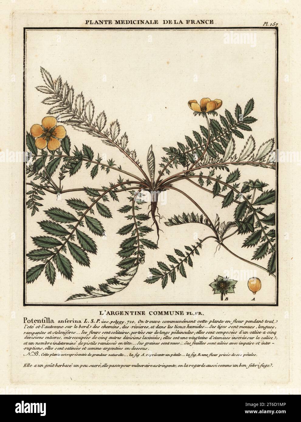 Silverweed, Largentine commune, Potentilla anserina. Copperplate engraving printed in three colours by Pierre Bulliard from his Herbier de la France, ou collection complete des plantes indigenes de ce royaume, Didot jeune, Debure et Belin, 1780-1793. Stock Photo