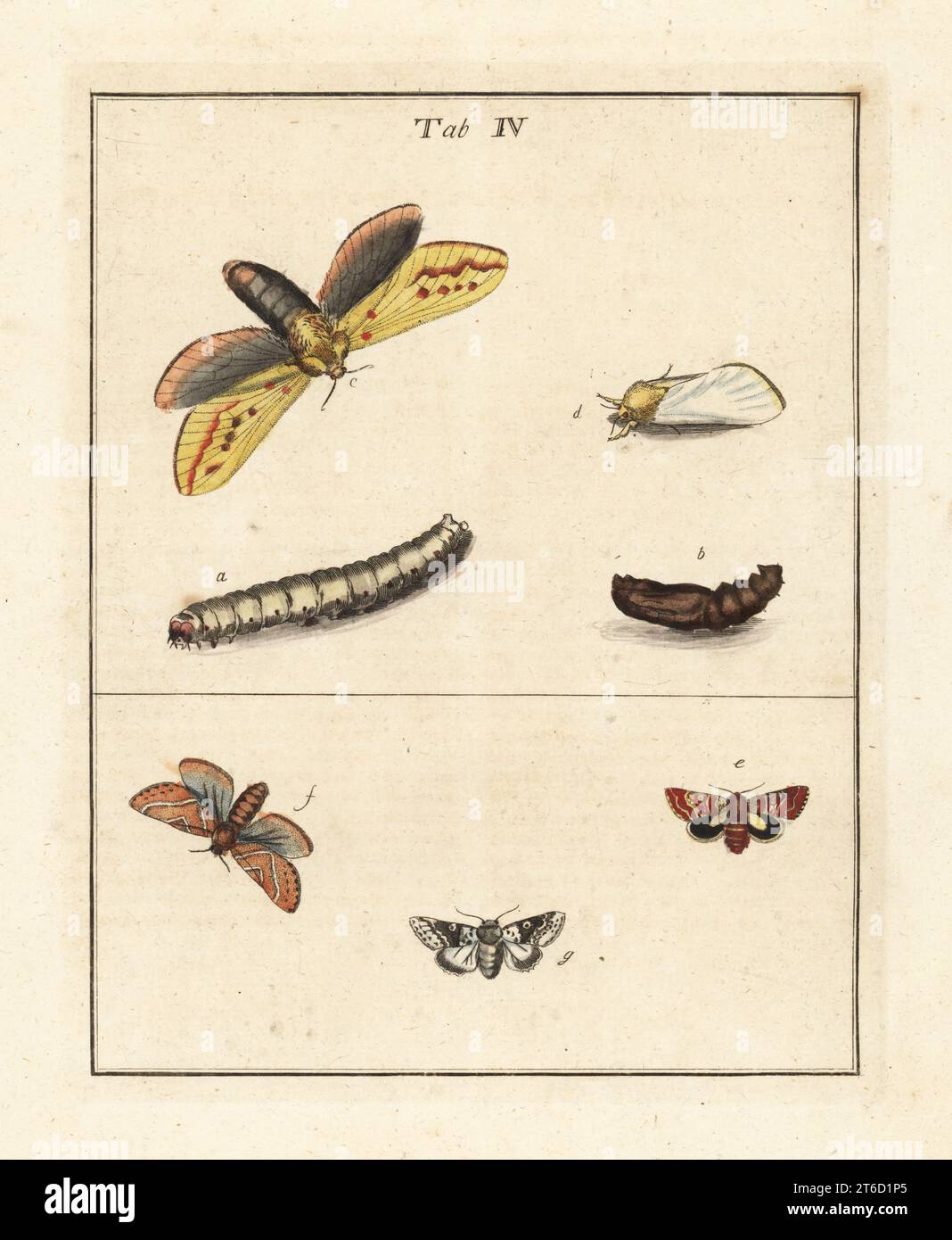Ghost moth or ghost swift, Hepialus humuli, female c, male d, larva b and pupa a, beautiful yellow underwing, Anarta myrtilli e, gold swift, Phymatopus hecta f, unnamed moth species g. Handcoloured copperplate engraving drawn and engraved by Moses Harris from his own Exposition of English Insects, Including the several Classes of Neuroptera, Hymenoptera, Diptera, or Bees, Flies and Libellulae, White and Robson, London, 1782. Stock Photo