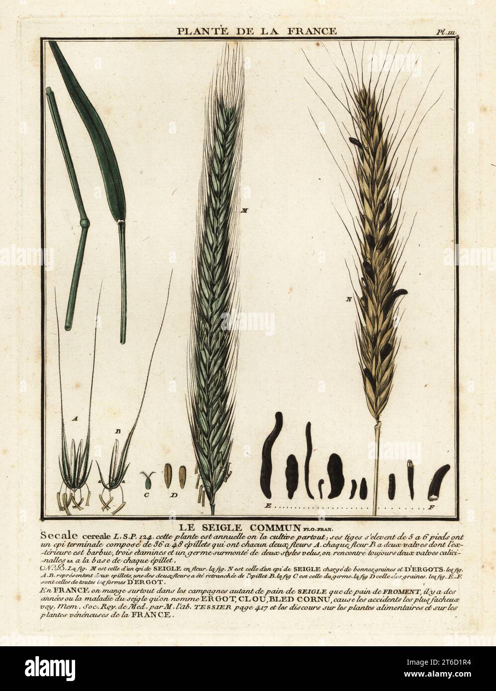 Rye, Le seigle commun, Secale cereale. Copperplate engraving printed in three colours by Pierre Bulliard from his Herbier de la France, ou collection complete des plantes indigenes de ce royaume, Didot jeune, Debure et Belin, 1780-1793. Stock Photo