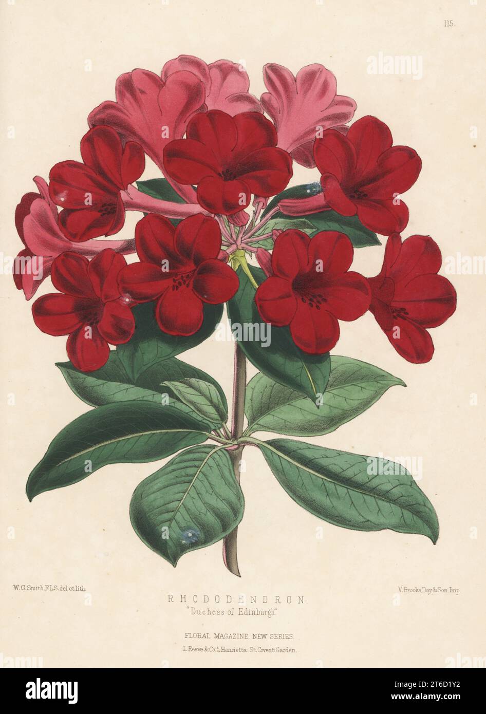 Rhododendron cultivar, Duchess of Edinburgh. Hybrid of R. Princess Royal and R. lobbii, raised by Veitch and Sons of Chelsea. Handcolored botanical illustration drawn and lithographed by Worthington George Smith from Henry Honywood Dombrain's Floral Magazine, New Series, Volume 3, L. Reeve, London, 1874. Lithograph printed by Vincent Brooks, Day & Son. Stock Photo