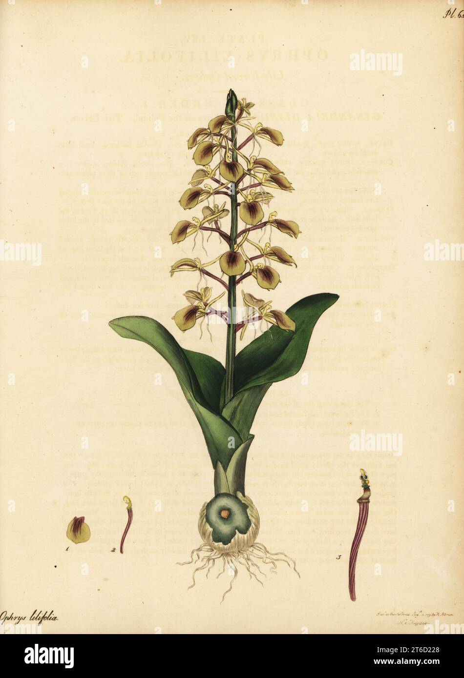 Brown widelip orchid, Liparis liliifolia. Canada and eastern North America. Lily-leaved ophrys, Ophrys lilifolia. Copperplate engraving drawn, engraved and hand-coloured by Henry Andrews from his Botanical Register, Volume 1, published in London, 1799. Stock Photo