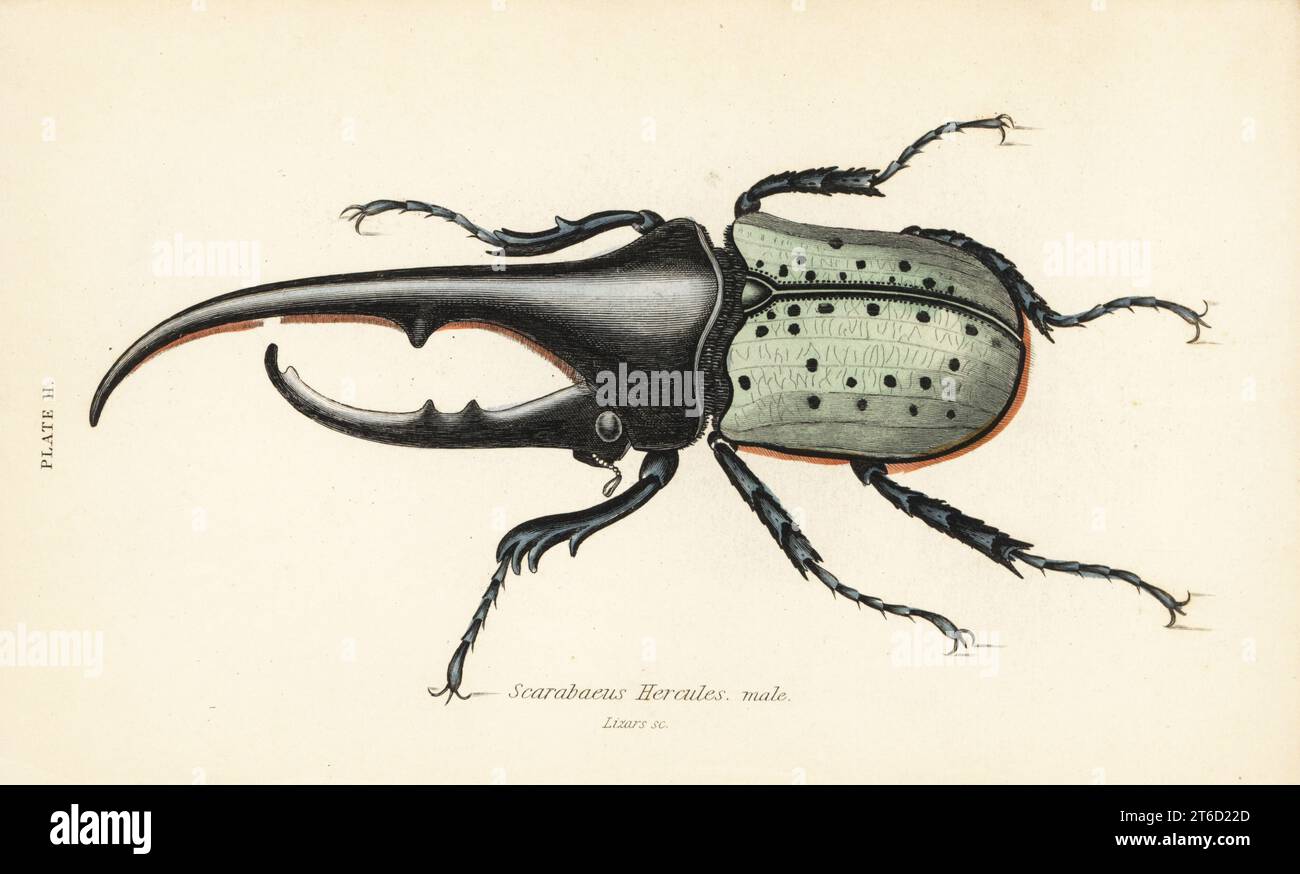 Hercules beetle, male, Dynastes hercules, Scarabaeus hercules. Handcoloured steel engraving by William Lizars from James Duncans Natural History of Beetles, in Sir William Jardines Naturalists Library, W.H, Lizars, Edinburgh, 1835. James Duncan was a Scottish zoologist and entomologist 1804-1861. Stock Photo