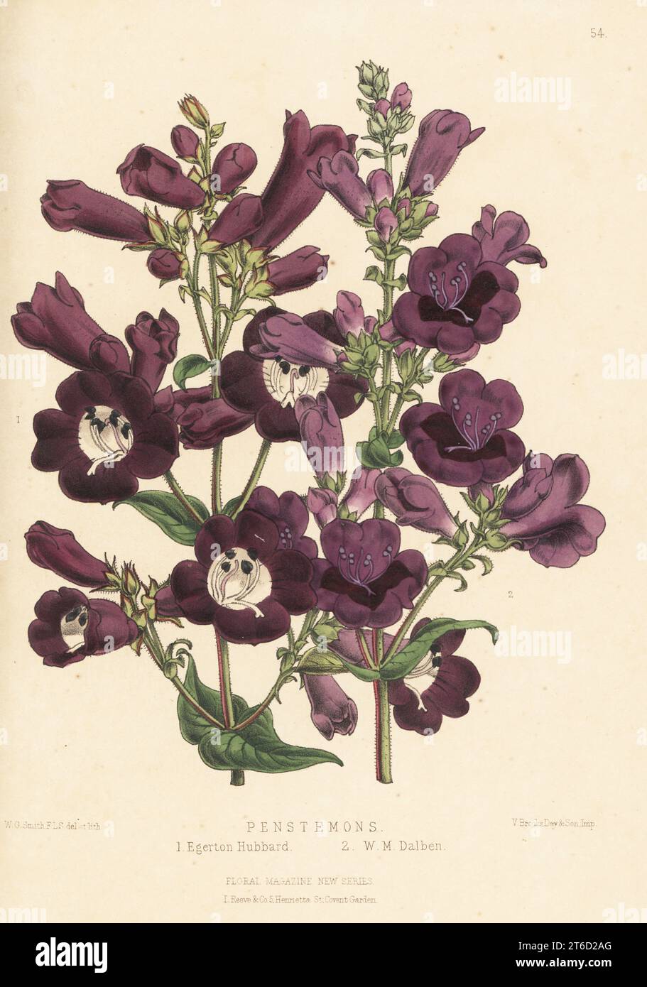 Beardtongue or Penstemon hybrids: Egerton Hubbard 1, and W. M. Dalben 2. Raised at Downie, Laird and Laing's nursery, Edinburgh. Handcolored botanical illustration drawn and lithographed by Worthington George Smith from Henry Honywood Dombrain's Floral Magazine, New Series, Volume 2, L. Reeve, London, 1873. Lithograph printed by Vincent Brooks, Day & Son. Stock Photo