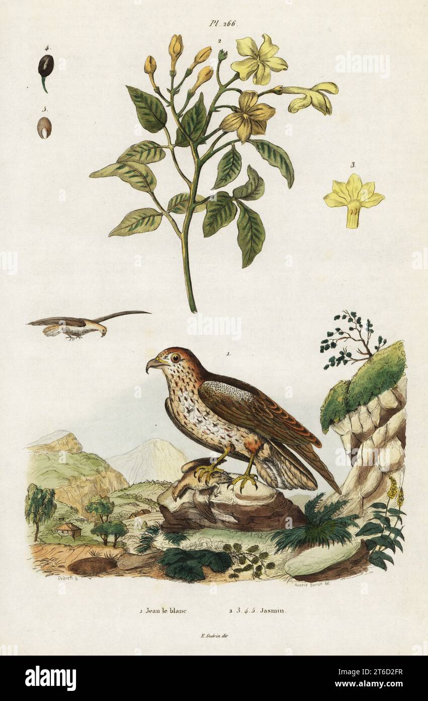 Yellow jasmine, Jasminum humile (Jasminum revolutum), short-toed snake eagle, Circaetus gallicus (Falco gallicus). Handcoloured steel engraving by Pedretti after an illustration by Acarie Baron from Felix-Edouard Guerin-Meneville's Dictionnaire Pittoresque d'Histoire Naturelle (Picturesque Dictionary of Natural History), Paris, 1834-39. . Stock Photo