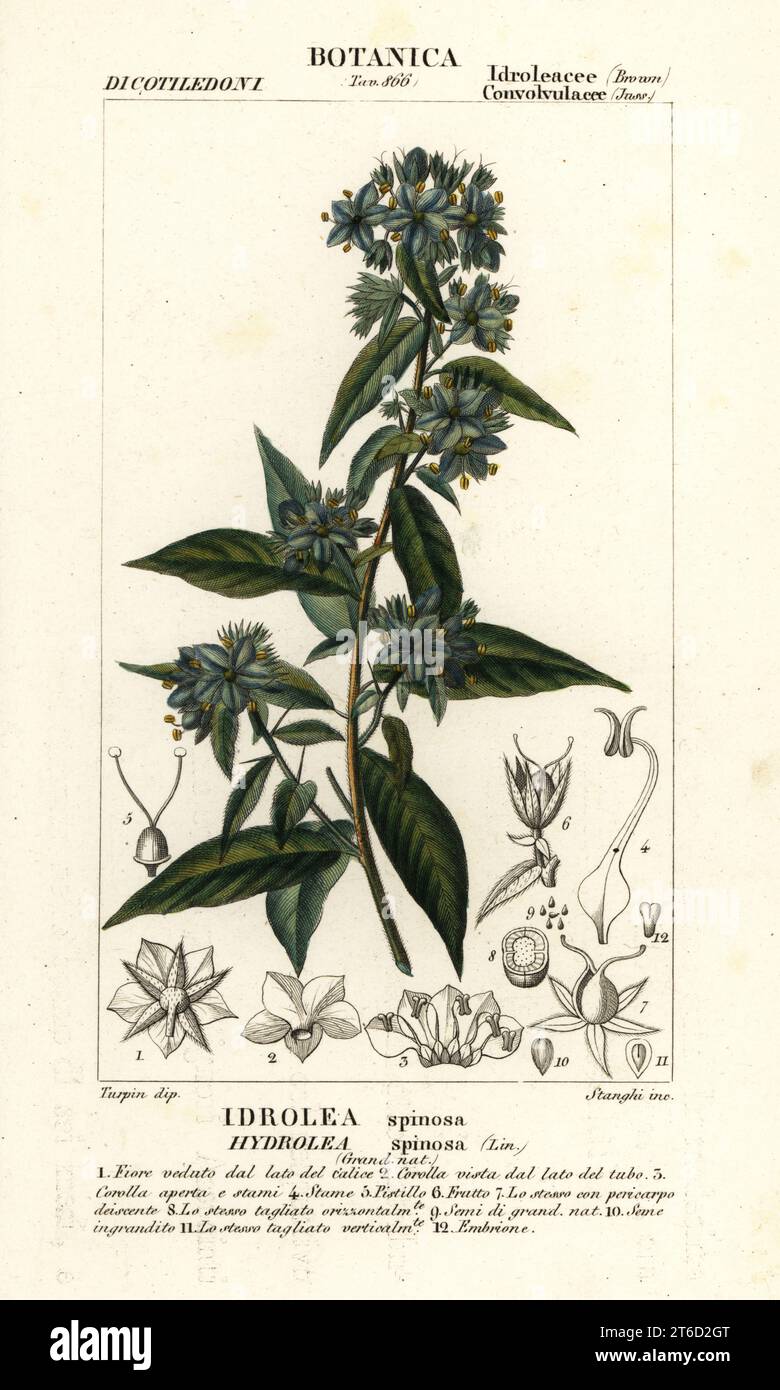 False fiddleleaf, Hydrolea spinosa. Idrolea spinosa. Handcoloured copperplate stipple engraving from Antoine Laurent de Jussieu's Dizionario delle Scienze Naturali, Dictionary of Natural Science, Florence, Italy, 1837. Illustration engraved by Stanghi, drawn by Pierre Jean-Francois Turpin, and published by Batelli e Figli. Turpin (1775-1840) is considered one of the greatest French botanical illustrators of the 19th century. Stock Photo