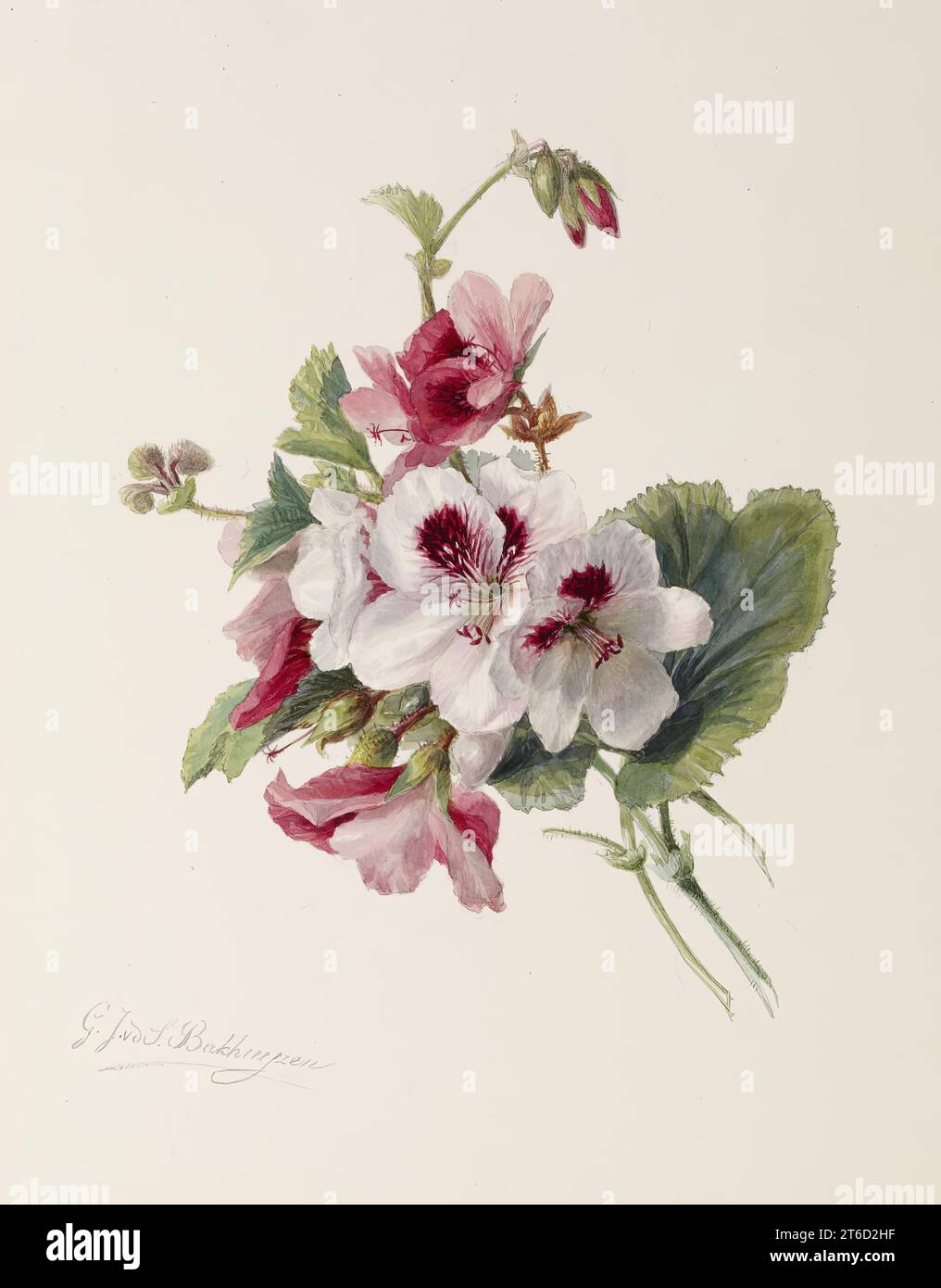 Flower Study, c1875. Stock Photo