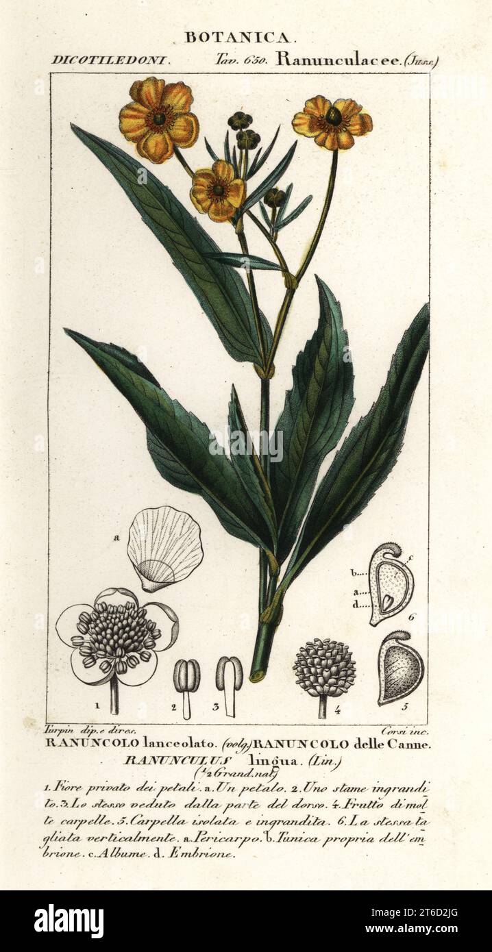 Greater spearwort, Ranunculus lingua, Ranuncolo lanceolato, Ranuncolo delle Canne. Handcoloured copperplate stipple engraving from Antoine Laurent de Jussieu's Dizionario delle Scienze Naturali, Dictionary of Natural Science, Florence, Italy, 1837. Illustration engraved by Corsi, drawn by Jean Gabriel Pretre and directed by Pierre Jean-Francois Turpin, and published by Batelli e Figli. Turpin (1775-1840) is considered one of the greatest French botanical illustrators of the 19th century. Stock Photo