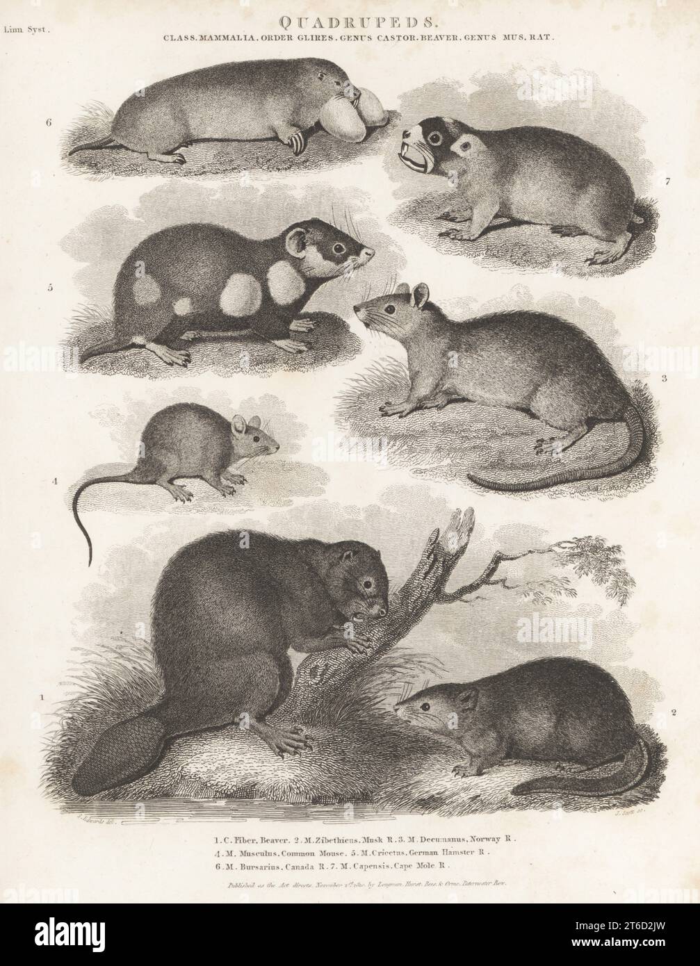 Gopher rat 2024