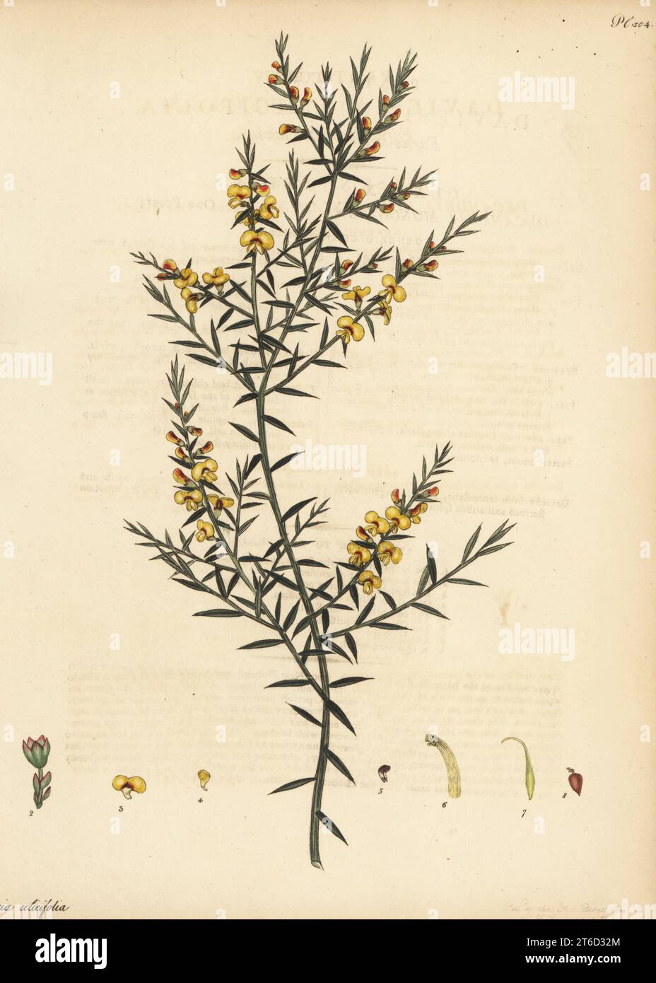 Gorse bitter pea or furze-leaved daviesia, Daviesia ulicifolia. From New Holland, Australia, in the George Hibbert collection. Copperplate engraving drawn, engraved and hand-coloured by Henry Andrews from his Botanical Register, Volume 5, self-published in Knightsbridge, London, 1803. Stock Photo