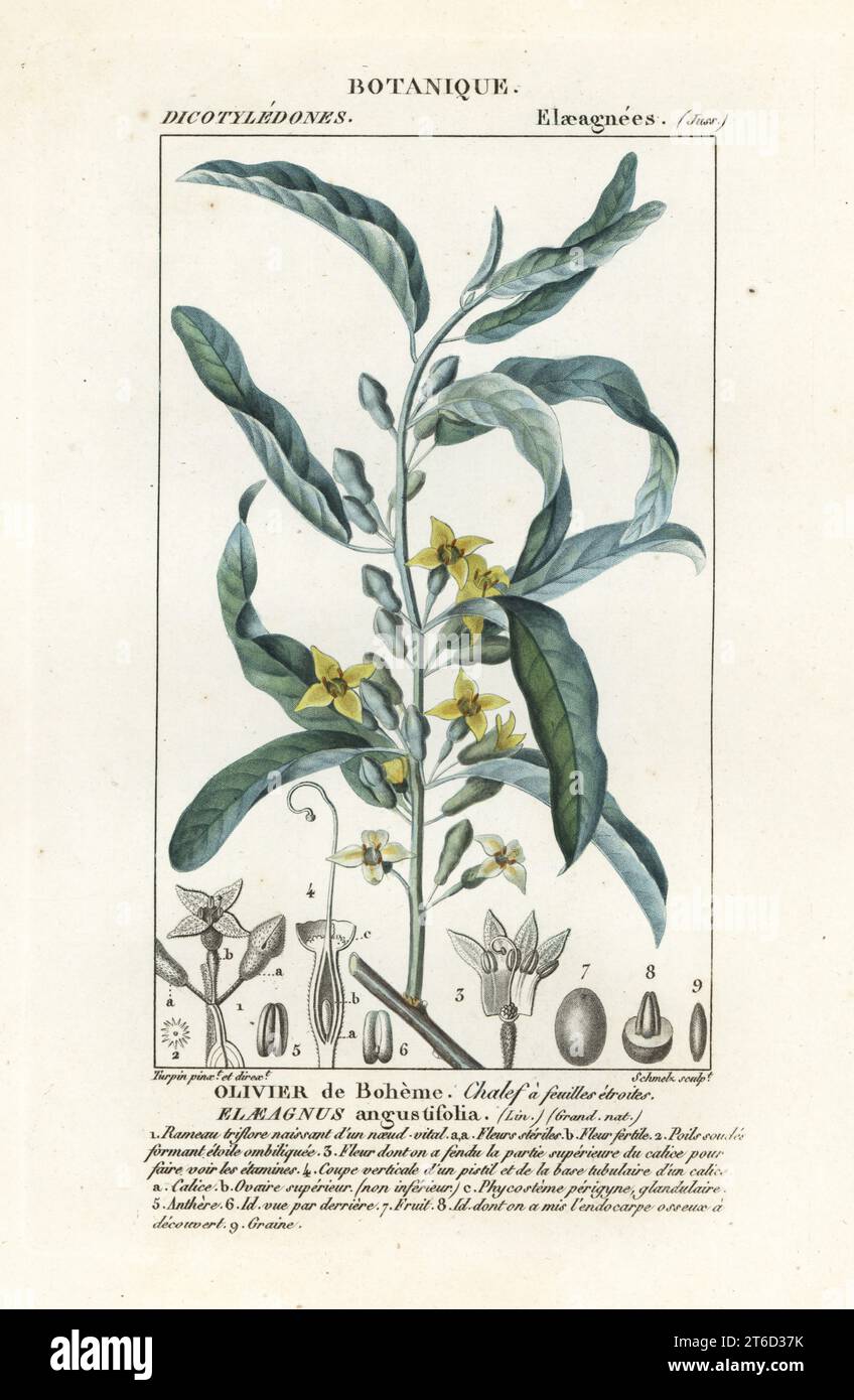 Silver berry or oleaster, olivier de Boheme, Elaeagnus angustifolia. Handcoloured copperplate stipple engraving from Antoine Laurent de Jussieu's Dizionario delle Scienze Naturali, Dictionary of Natural Science, Florence, Italy, 1837. Illustration engraved by Schmelz, drawn and directed by Pierre Jean-Francois Turpin, and published by Batelli e Figli. Turpin (1775-1840) is considered one of the greatest French botanical illustrators of the 19th century. Stock Photo