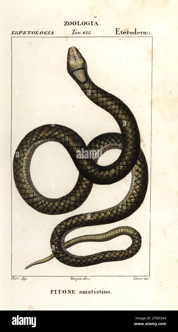 Amethystine python hi-res stock photography and images - Alamy