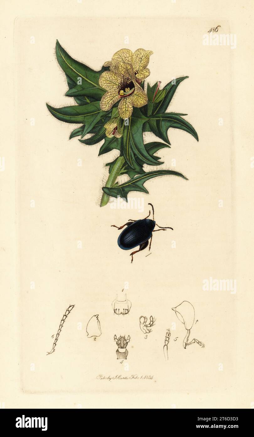Leaf beetle, Psylliodes chalcomerus (Macrocnema unimaculata), on common henbane, Hyoscyamus niger. Handcoloured copperplate drawn and engraved by John Curtis for his own British Entomology, being Illustrations and Descriptions of the Genera of Insects found in Great Britain and Ireland, London, 1834. Curtis (1791 1862) was an entomologist, illustrator, engraver and publisher. Stock Photo