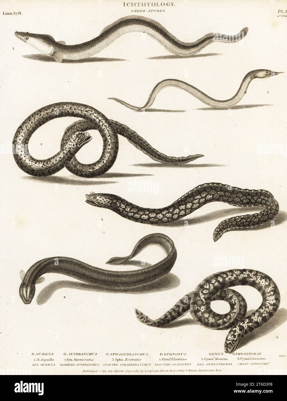 European eel, Anguilla anguilla, critically endangered 1, marbled swamp eel, Synbranchus marmoratus 2, snake eel, Caecula species 3, electric eel, Electrophorus electricus 4, Mediterranean moray, Muraena helena 5, and chain moray, Echidna catenata 6. Copperplate engraving by Milton from Abraham Rees' Cyclopedia or Universal Dictionary of Arts, Sciences and Literature, Longman, Hurst, Rees, Orme and Brown, London, 1812. Stock Photo