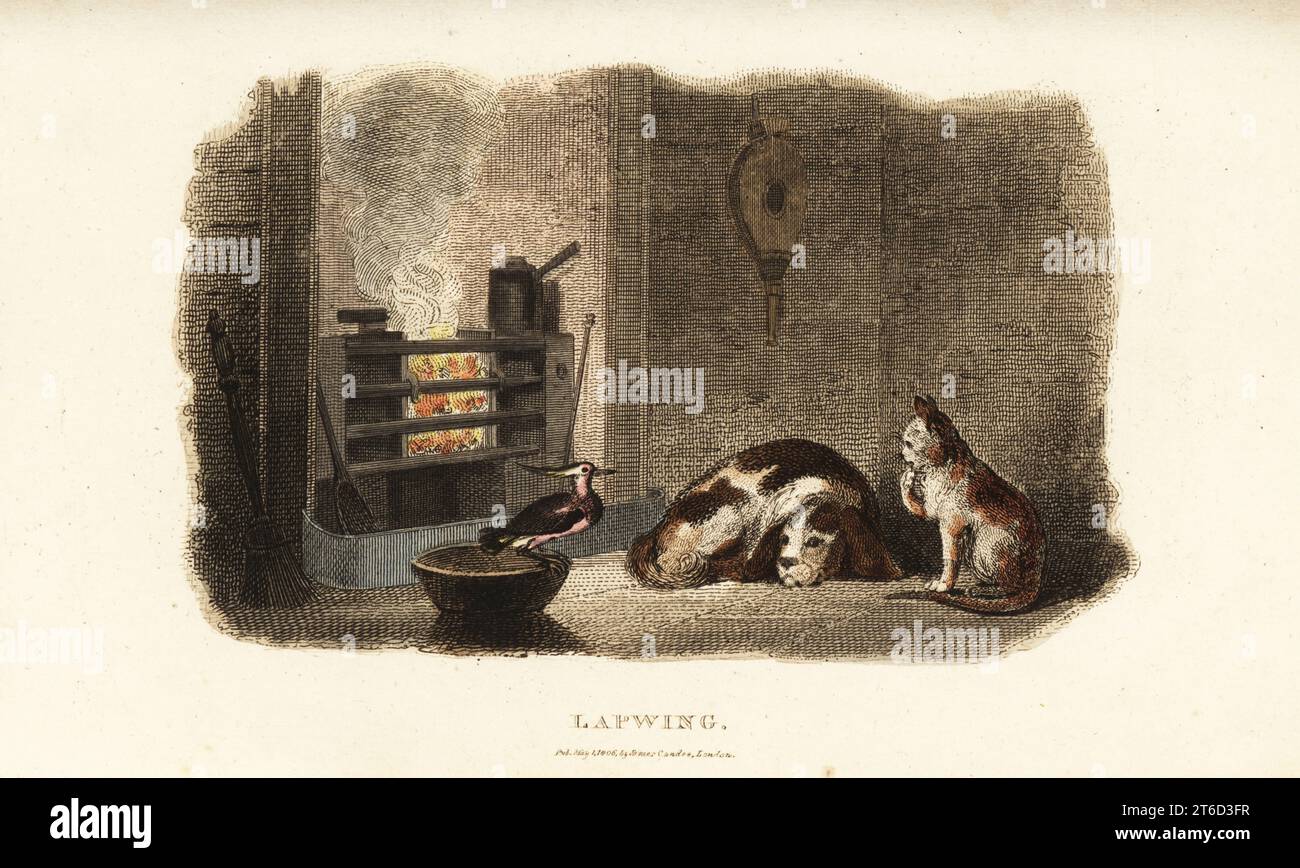 Tame peewit relaxing by the fire with pet cat and dog in a house in winter. After an anecdote sent by the Reverend J. Carlyle to wood-engraver and naturalist Thomas Bewick. Handcoloured copperplate engraving from Reverend Thomas Smiths The Naturalists Cabinet, or Interesting Sketches of Animal History, Albion Press, James Cundee, London, 1806. Smith, fl. 1803-1818, was a writer and editor of books on natural history, religion, philosophy, ancient history and astronomy. Stock Photo