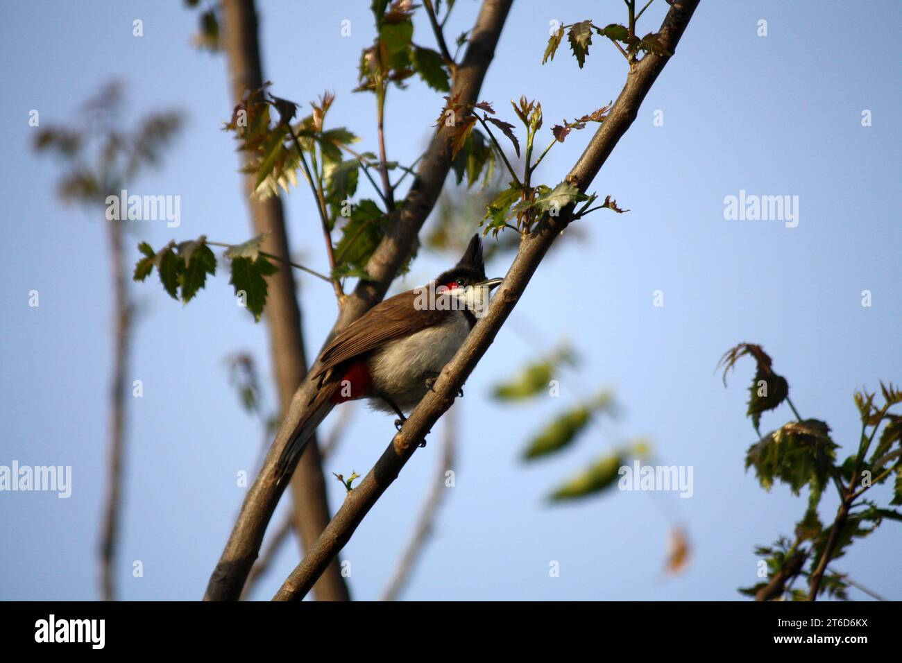 Red-whiskered bulbul (Pycnonotus jocosus) on a tree : (pix Sanjiv ...