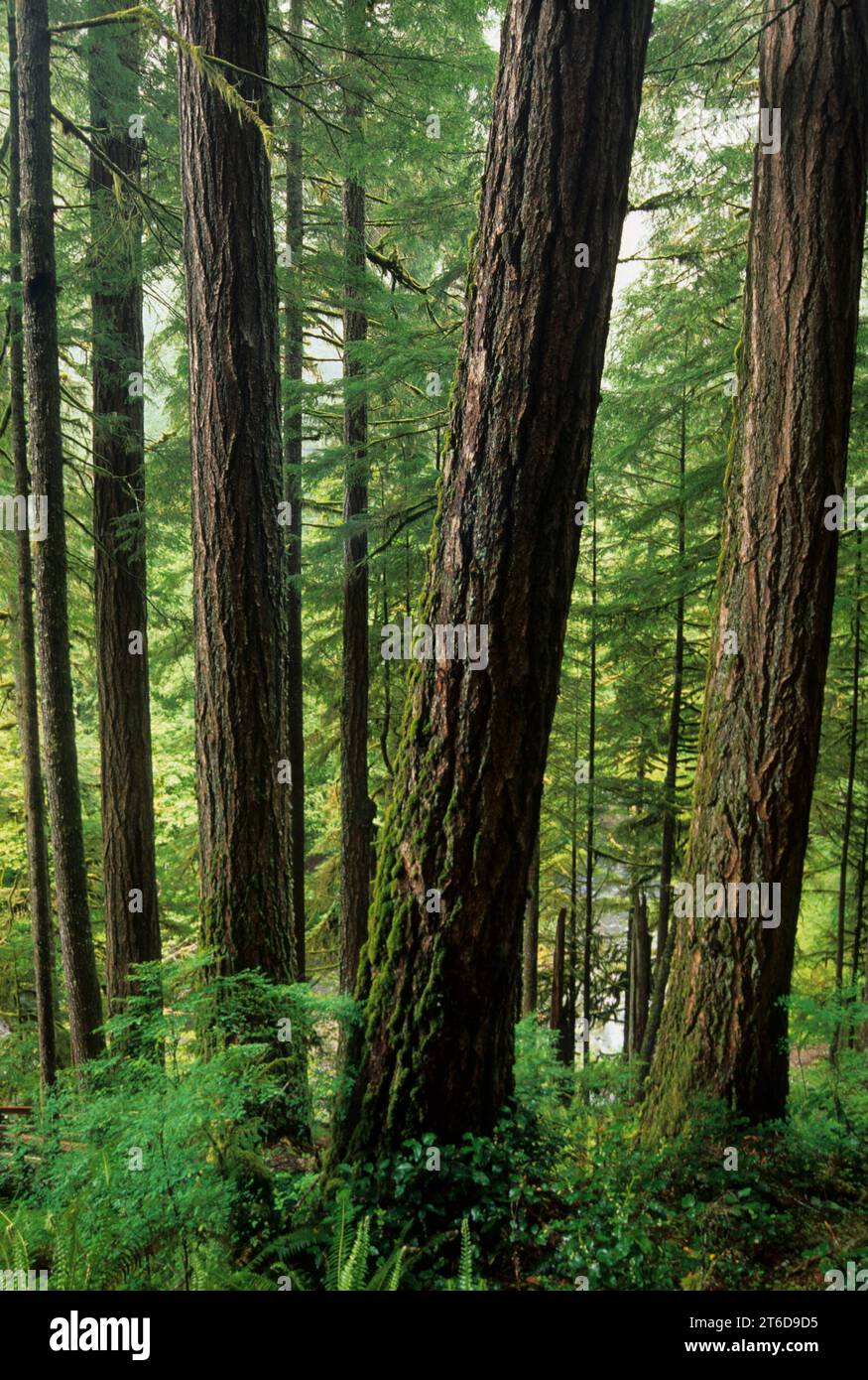 Ancient forest along Marymere Falls Trail, Olympic National Park, Washington Stock Photo
