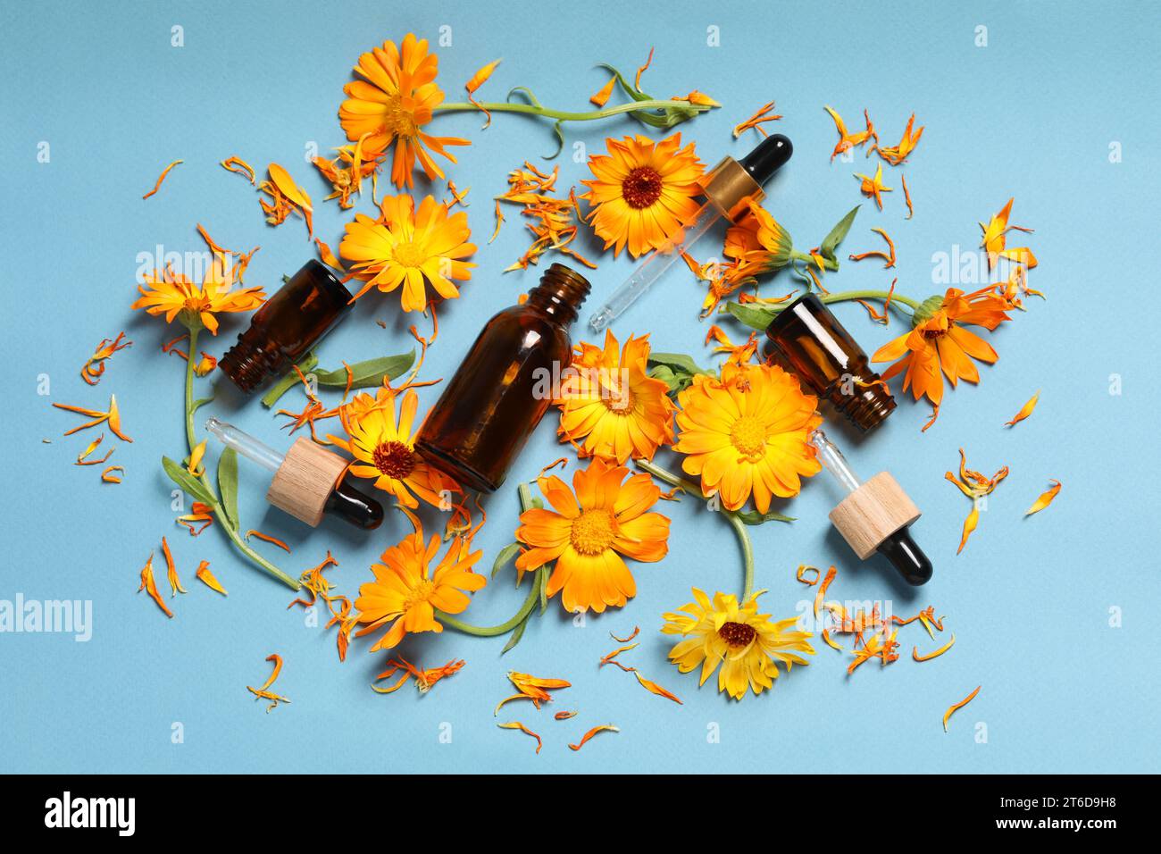 Flat lay composition with bottles of essential oils and beautiful calendula flowers on light blue background Stock Photo