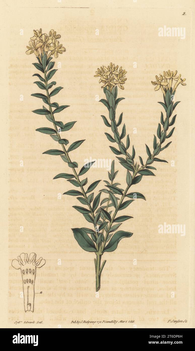 Pair-leaved gnidia, Gnidia oppositifolia. Native of South Africa, sent by Scottish botanist Francis Masson to Kew Gardens in 1783. Handcoloured copperplate engraving by Francis Sansom after a botanical illustration by Sydenham Edwards from his own Botanical Register, J. Ridgeway, London, 1815. Stock Photo