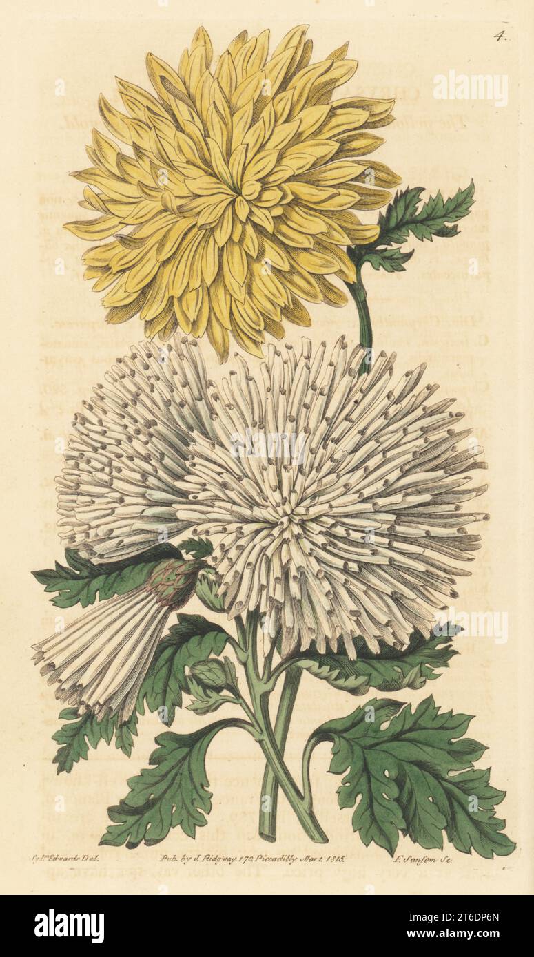 Indian chyrsanthemums, yellow and white varieties. Native of China. Yellow and white quilled indian marygold, Chrysanthemum indicum. Handcoloured copperplate engraving by Francis Sansom after a botanical illustration by Sydenham Edwards from his own Botanical Register, J. Ridgeway, London, 1815. Stock Photo