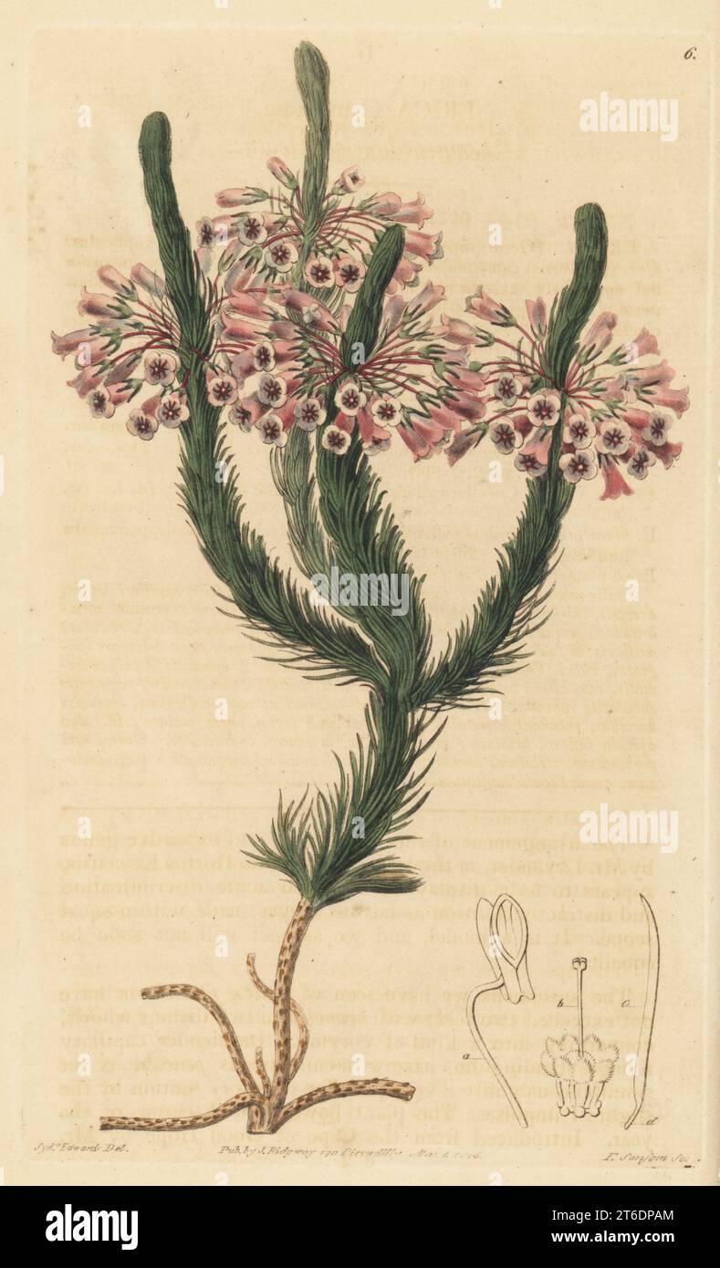 Long-peduncled heath, Erica filamentosa. Introduced from South Africa by nurseryman William Rollisson in 1800. Handcoloured copperplate engraving by Francis Sansom after a botanical illustration by Sydenham Edwards from his own Botanical Register, J. Ridgeway, London, 1815. Stock Photo