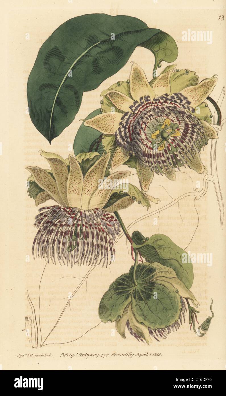 Jamaican honeysuckle, golden bellapple, orange lilikoi, laurel-leaved passion-flower or water lemon, Passiflora laurifolia. Introduced from the West Indies by Henry Bentinck, Lord Portland. Handcoloured copperplate engraving after a botanical illustration by Sydenham Edwards from his own Botanical Register, J. Ridgeway, London, 1815. Stock Photo