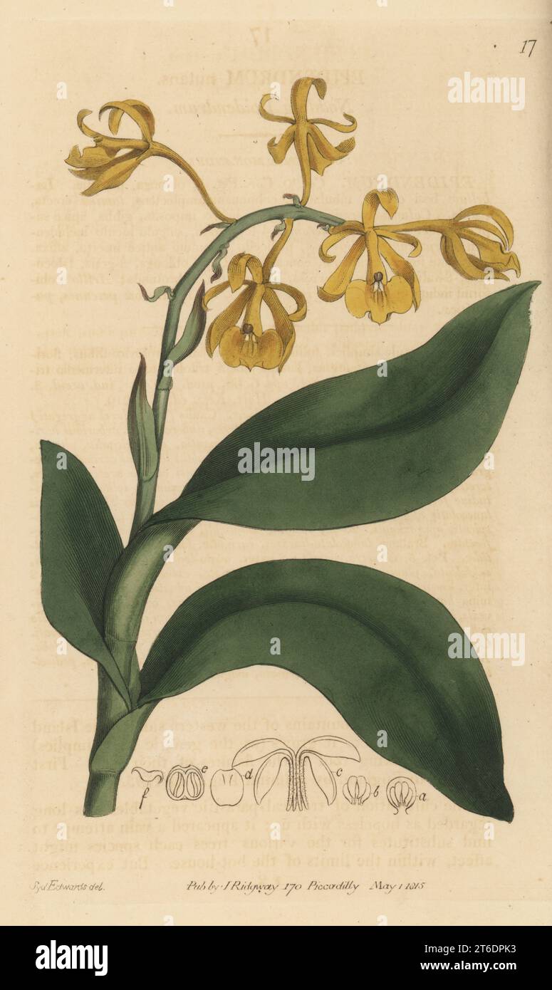 Nodding epidendrum orchid, Epidendrum nutans. Native of Jamaica, brought to England in 1793 by Admiral William Bligh. Handcoloured copperplate engraving after a botanical illustration by Sydenham Edwards from his own Botanical Register, J. Ridgeway, London, 1815. Stock Photo