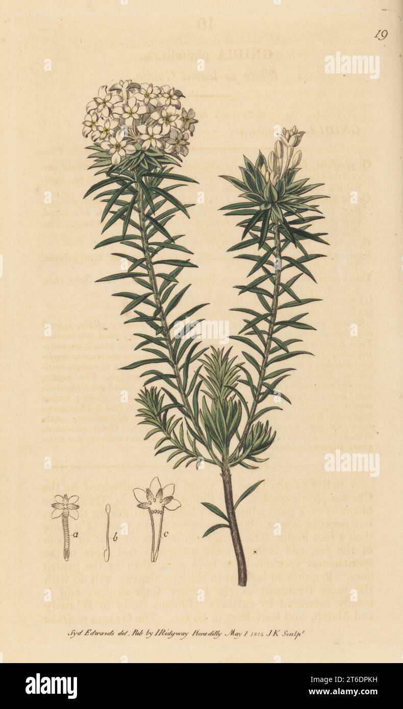 White fir-leaved gnidia, Gnidia pinifolia. Native of the Cape of Good Hope, South Africa, raised by Philip Miller in the Chelsea Physic Garden in 1768. Handcoloured copperplate engraving  after a botanical illustration by Sydenham Edwards from his own Botanical Register, J. Ridgeway, London, 1815. Stock Photo