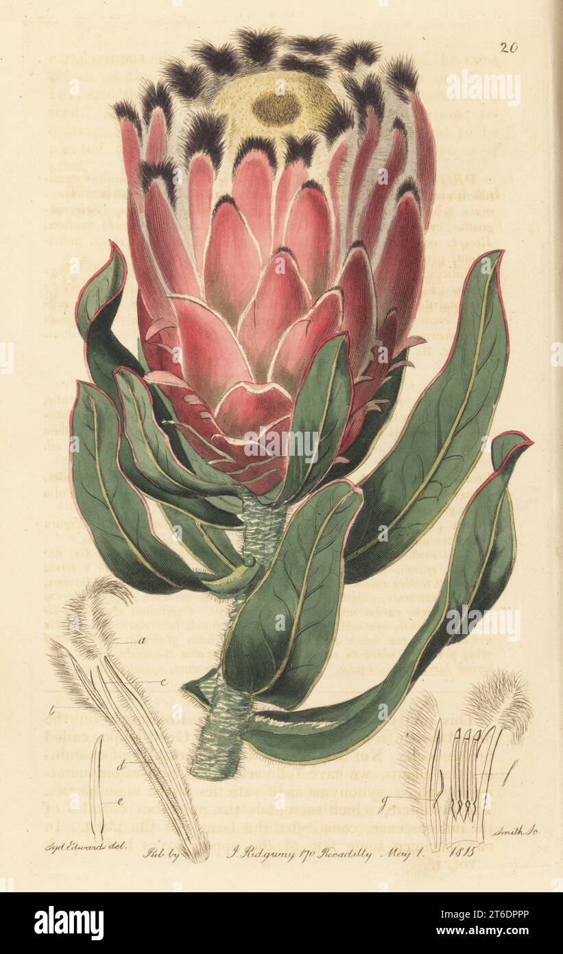 Burchell's sugarbush or blinksuikerbos, Protea burchellii. Vulnerable. Waved-leaved protea, Protea pulchella. Native to South Africa, found by Scottish botanist Dr. William Roxburgh at Stellenboch near the Cape of Good Hope. Handcoloured copperplate engraving by P. W. Smith after a botanical illustration by Sydenham Edwards from his own Botanical Register, J. Ridgeway, London, 1815. Stock Photo