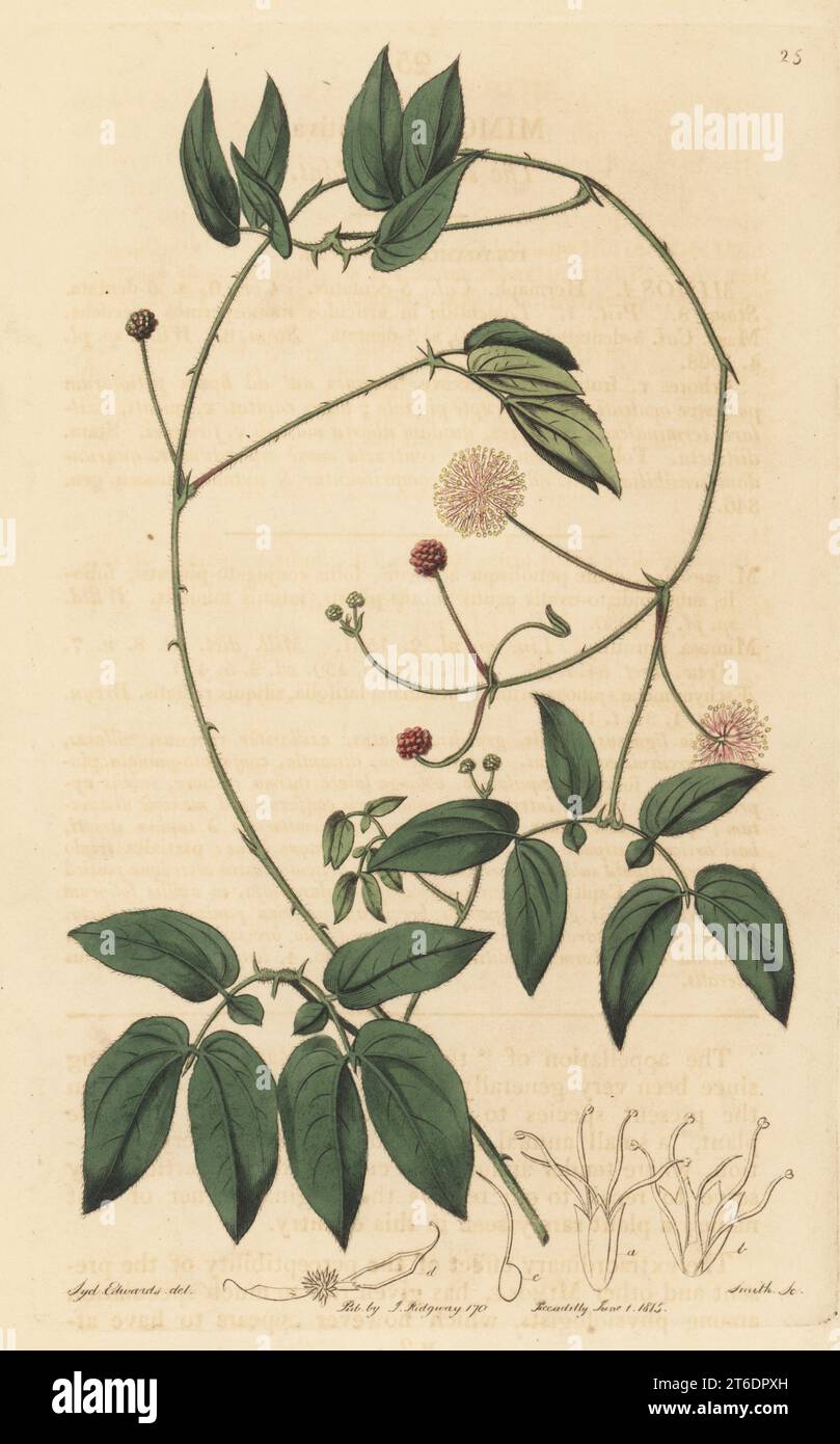 Sensitive plant, Mimosa sensitiva. Native of South America, introduced from Brazil by Scottish botanist William Houston. Handcoloured copperplate engraving by P.W. Smith after a botanical illustration by Sydenham Edwards from his own Botanical Register, J. Ridgeway, London, 1815. Stock Photo