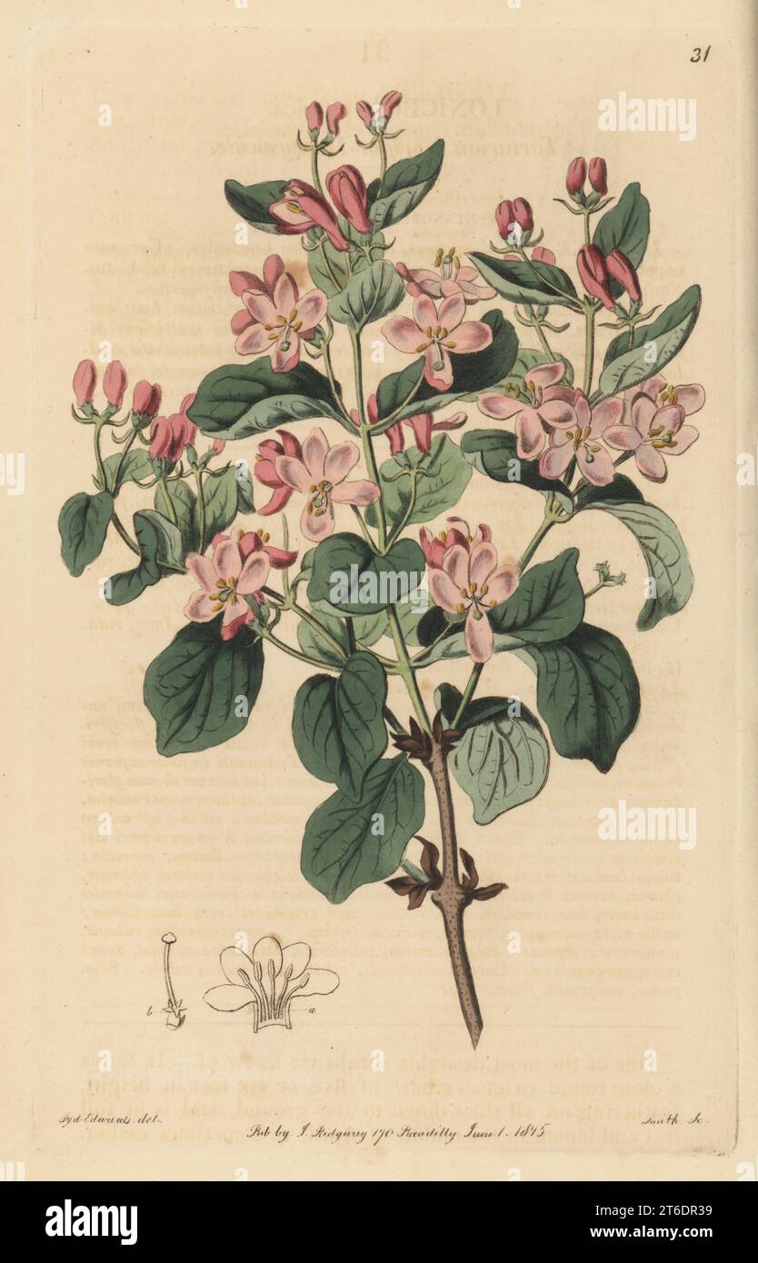 Tatarian honeysuckle or Tartarian upright honeysuckle, Lonicera tatarica. Native to Tartary, raised by Philip Miller in 1752. Handcoloured copperplate engraving by P.W. Smith after a botanical illustration by Sydenham Edwards from his own Botanical Register, J. Ridgeway, London, 1815. Stock Photo