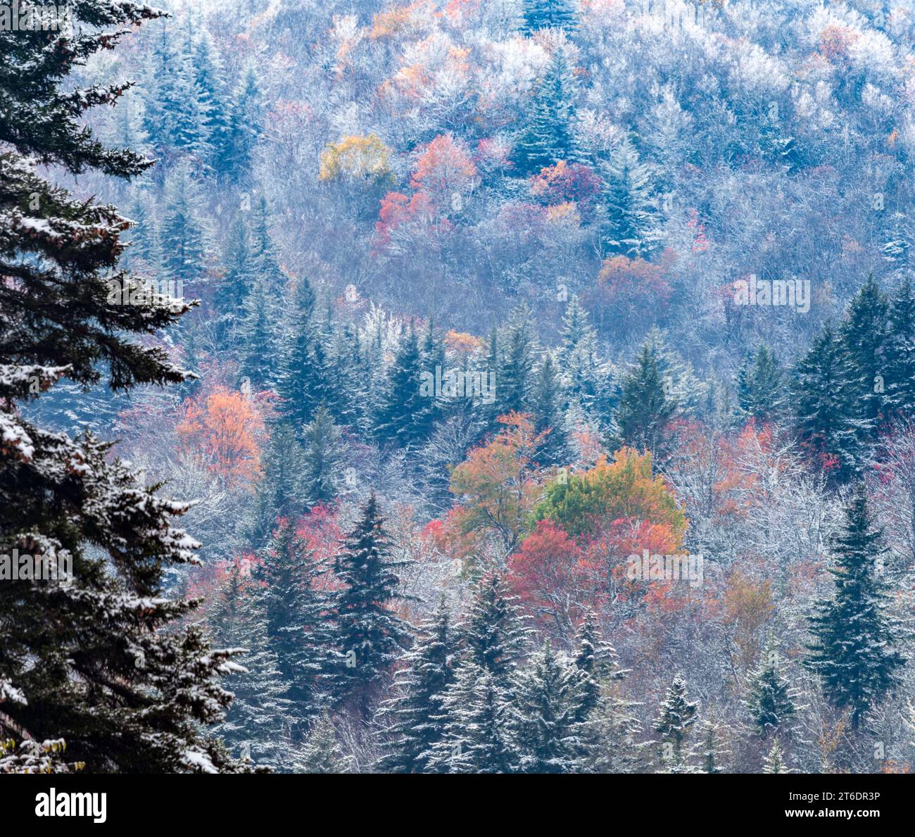 Fall and Winter in Pisgah National Forest in Western North Carolina