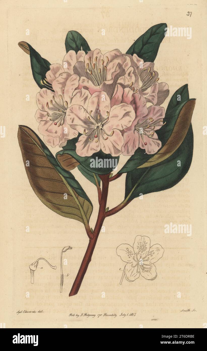 Piedmont rhododendron, Rhododendron minus. Possibly the endangered Rhododendron chapmanii. Raised by John Fraser of Sloane Square. Plain-flowered dotted-leaved rhododendron, Rhododendron punctatum. Handcoloured copperplate engraving by P.W. Smith after a botanical illustration by Sydenham Edwards from his own Botanical Register, J. Ridgeway, London, 1815. Stock Photo