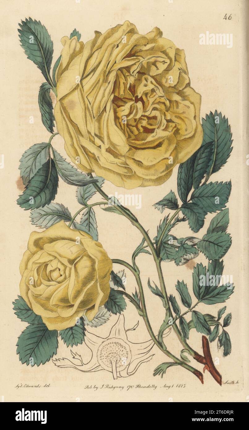 Sulphur rose, Rosa hemisphaerica. Double yellow rose, Rosa sulphurea ...